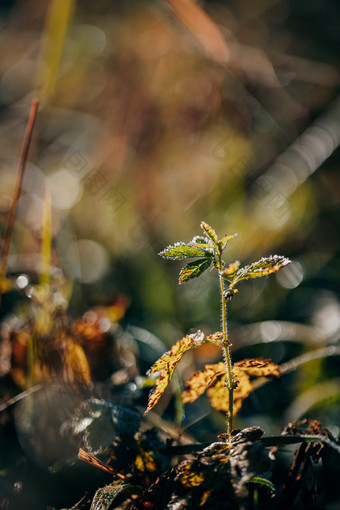 冰冻结晶的户外植物立冬<strong>节气</strong>