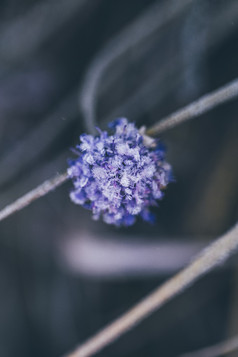 冬天挂满冰雪的野花