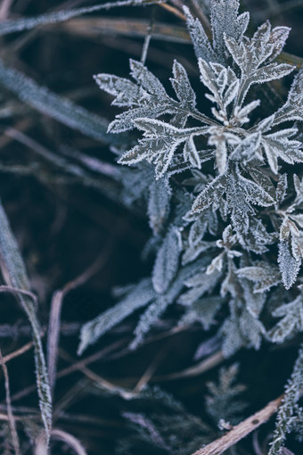 霜降立冬结冰植物叶片