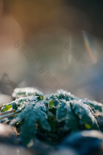 霜降节气结霜植物素材