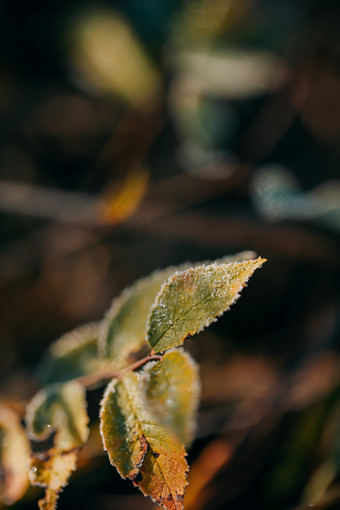 立冬霜降<strong>节气</strong>植物结霜图片