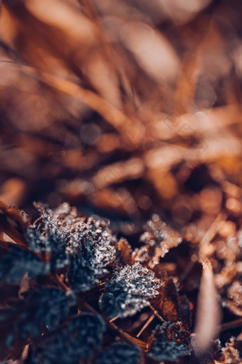 霜降立冬植物结冰素材