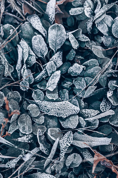 霜降节气立冬节气植物图片