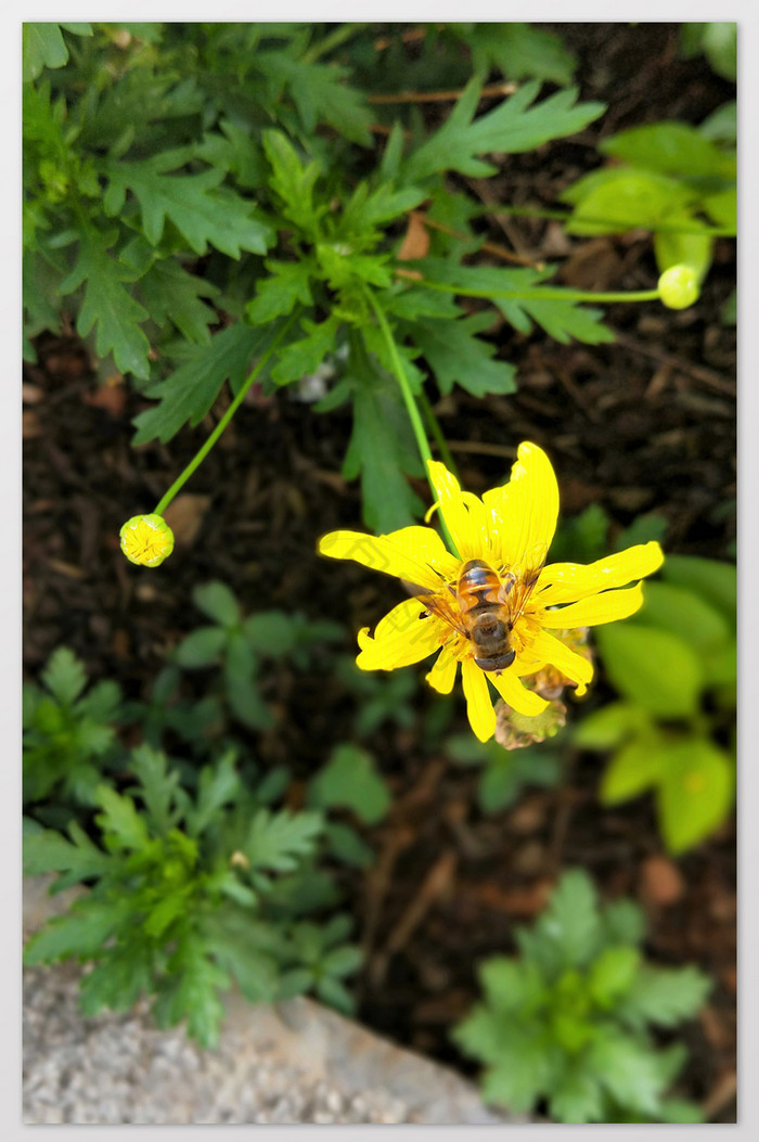 黄色花朵和蜜蜂植物摄影图片