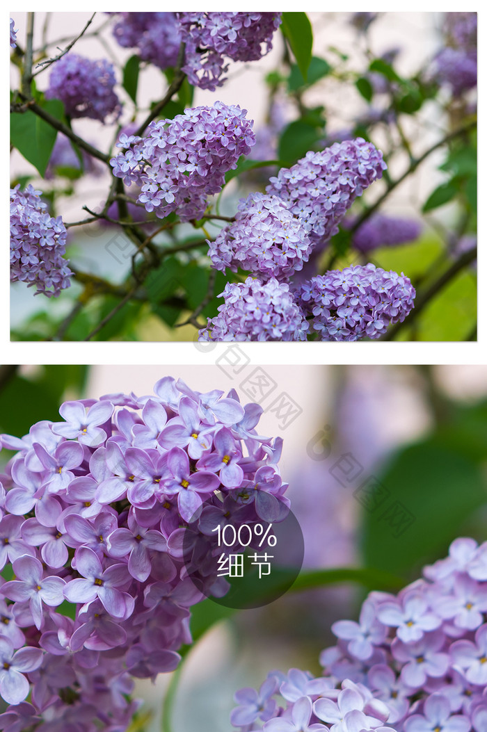 唯美盛开紫丁香花摄影图 图片下载 包图网