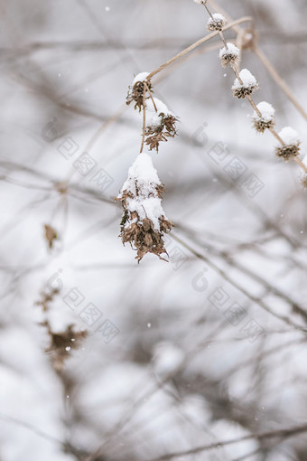 冬季大雪天气的枯草