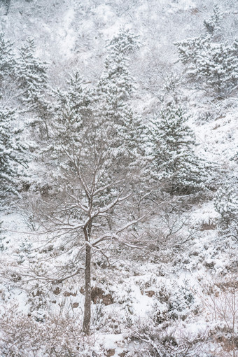 冬季山间挂满积雪的树木