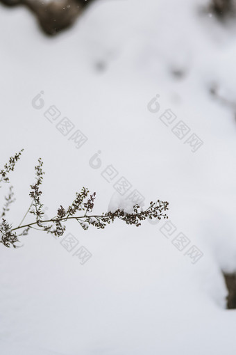 大雪中的枯草植物