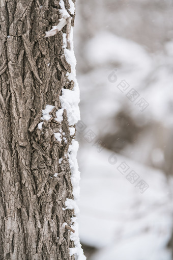 冬天白雪积压的树皮