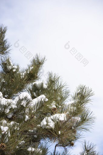 冬天积雪覆盖的松树