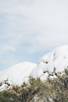 冬天蓝天下的积雪松树