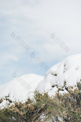 冬天蓝天下的积雪松树