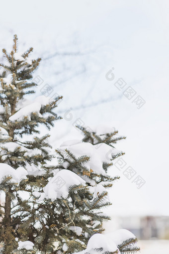 天空下的积雪松树