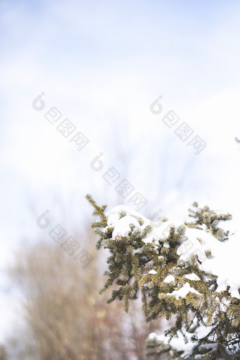 冬季户外积雪下的松树