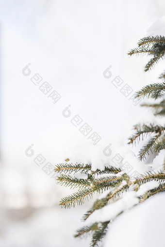 冬天的白雪与松树枝