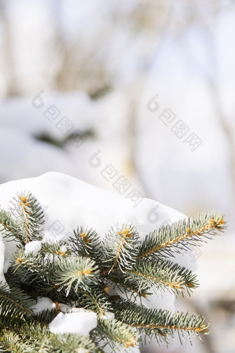 冬日白雪覆盖的松枝
