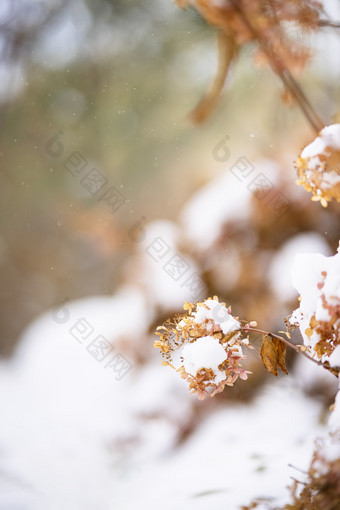 冬季被白雪覆盖的绣球花