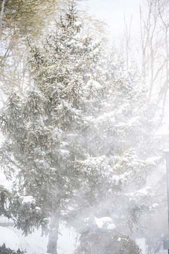 大风刮起风雪松树背景