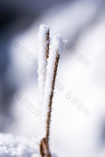 冬天户外积雪枯草