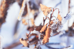 户外冬季挂满冰雪的枯草