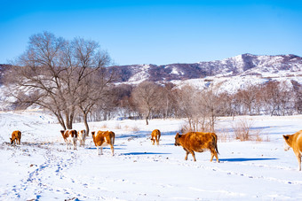 冬天雪地上行走的牛