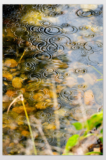 雨季池塘雨滴涟漪图片