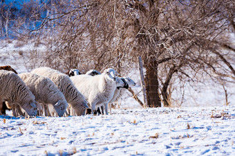 冬天草地上放养的羊
