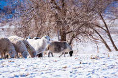 冬季草地上的羊群