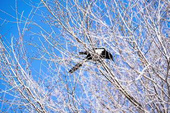 冬天干树枝上的喜鹊