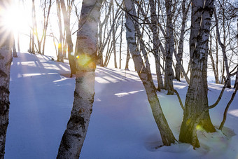 冬季逆光桦树林图片