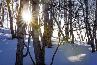 冬季阳光穿透桦树林