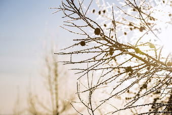冬天阳光中的枯枝树干