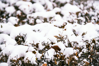 冬天白雪覆盖的园艺树丛