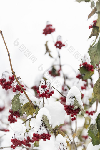 冬天白色积雪下的野果