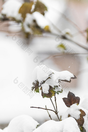 冬天户外的白雪