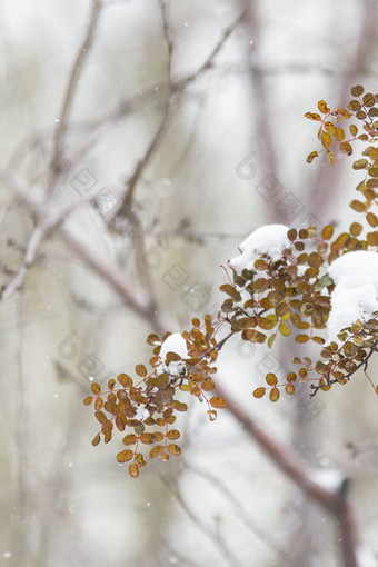 冬天大雪中的树枝