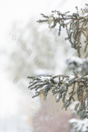 冬季大雪中的松树