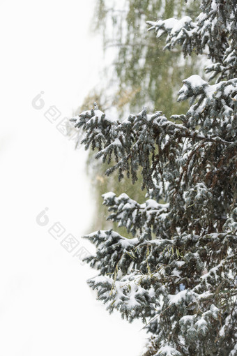 冬天大雪中的松树枝