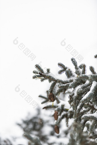 冬天风雪中的松树枝