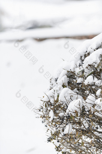 冬天<strong>大雪</strong>积压的园艺造型