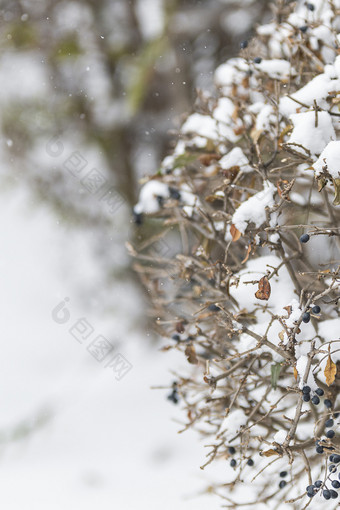 冬天大雪中的野果树枝