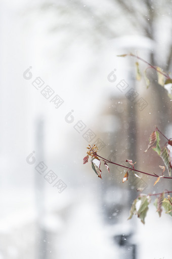 冬天大雪中的树枝