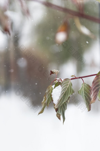 冬天大雪中的枯枝