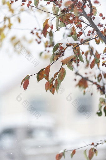 冬天大雪中的山丁子树