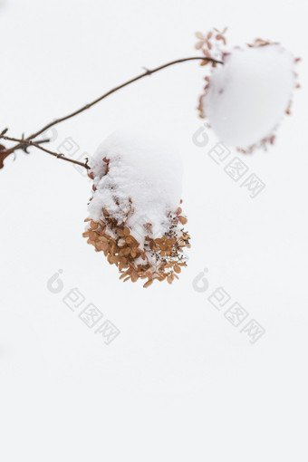 冬天白雪覆盖绣球花