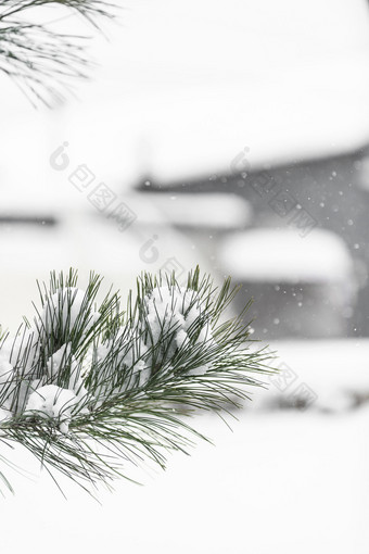 冬季大雪中的松针树