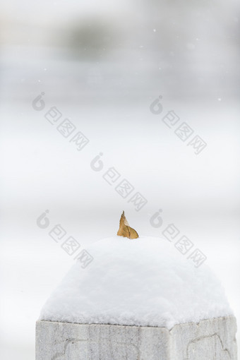 冬季白雪中掉落的树叶