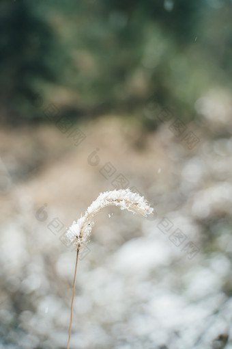 冬天大雪过后的狗尾巴草