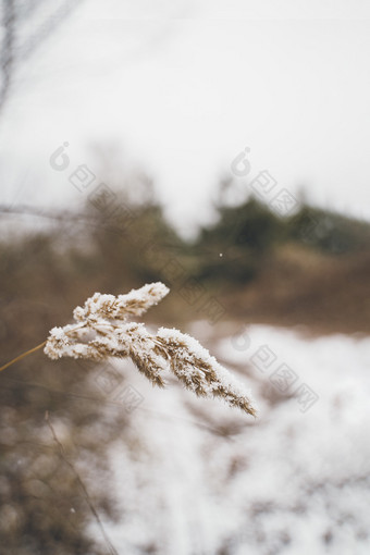 冬季大雪过后的枯草