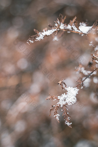 冬季小雪过后的枯草